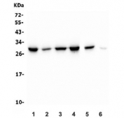 Western blot testing of human 1) HeLa, 2) Jurkat, 3) HEK293, 4) K562, 5) SW620 and 6) mouse RH35 antibody with Peroxiredoxin 6 antibody. Expected molecular weight: ~25 kDa.