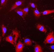 Immunofluorescent staining of FFPE human A549 cells with Peroxiredoxin 6 antibody (red) and DAPI nuclear stain (blue). HIER: steam section in pH6 citrate buffer for 20 min.