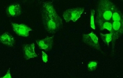 Immunofluorescent staining of FFPE human HeLa cells with HMG4 antibody. HIER: steam section in pH6 citrate buffer for 20 min.