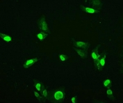 Immunofluorescent staining of FFPE human HeLa cells with HMGB3 antibody. HIER: steam section in pH6 citrate buffer for 20 min.