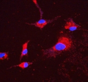 Immunofluorescent staining of FFPE human A549 cells with ATP5H antibody (red) and DAPI nuclear stain (blue). HIER: steam section in pH6 citrate buffer for 20 min.