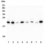 Western blot testing of human 1) HeLa, 2) HepG2, 3) U-87 MG, 4) A549, 5) monkey COS-7, 6) human SW620, 7) rat PC-12 and 8) mouse ANA-1 lysate with ATP5H antibody. Expected molecular weight: ~22 kDa.