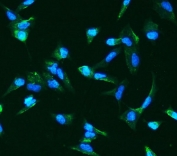 Immunofluorescent staining of FFPE human A549 cells with ANGPT2 antibody (green) and DAPI nuclear stain (blue). HIER: steam section in pH6 citrate buffer for 20 min.