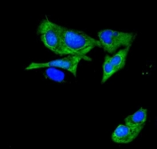 Immunofluorescent staining of FFPE human U-2 OS cells with ATP11C antibody (green) and DAPI nuclear stain (blue). HIER: steam section in pH6 citrate buffer for 20 min.