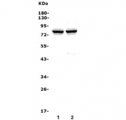 Western blot testing of human 1) placenta and 2) U-87 MG lysate. Predicted molecular weight ~83/74/70 kDa (isoforms M/S/R).