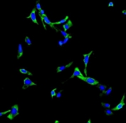 Immunofluorescent staining of FFPE human U-2 OS cells with ChAT antibody (green) and DAPI nuclear stain (blue). HIER: steam section in pH6 citrate buffer for 20 min.