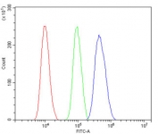 Flow cytometry testing of human SiHa cells with ChAT antibody at 1ug/million cells (blocked with goat sera); Red=cells alone, Green=isotype control, Blue= ChAT antibody.