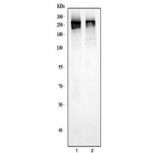 Western blot testing of 1) monkey COS-7 and 2) human SiHa cell lysate with CHD2 antibody. Predicted molecular weight ~211 kDa, commonly observed from 211-260 kDa.