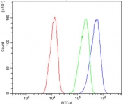 Flow cytometry testing of rat C6 cells with Drd4 antibody at 1ug/million cells (blocked with goat sera); Red=cells alone, Green=isotype control, Blue= Drd4 antibody.