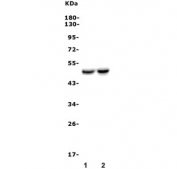 Western blot testing of 1) rat brain and 2) mouse brain lysate with Drd4 antibody. Predicted molecular weight ~48 kDa.