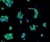 Immunofluorescent staining of FFPE human A431 cells with EIF4A1 antibody (green) and DAPI nuclear stain (blue). HIER: steam section in pH6 citrate buffer for 20 min.