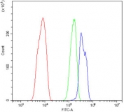 Flow cytometry testing of rat C6 cells with EPHB2 antibody at 1ug/million cells (blocked with goat sera); Red=cells alone, Green=isotype control, Blue= EPHB2 antibody.