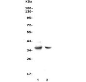 Western blot testing of 1) rat thymus and 2) mouse RAW264.7 cell lysate with Fas antibody. Predicted molecular weight: 35-38 kDa (unmodified), 40-55 kDa (glycosylated).