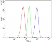 Flow cytometry testing of human HepG2 cells with FGA antibody at 1ug/million cells (blocked with goat sera); Red=cells alone, Green=isotype control, Blue= FGA antibody.