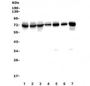 Western blot testing of human 1) HeLa, 2) K562, 3) Jurkat, 4) SW579, 5) A549, 6) rat spleen and 7) mouse ANA-1 cell lysate with Helios antibody. Expected molecular weight: 60-70 kDa.
