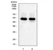 Western blot testing of 1) rat heart and 2) mouse heart lysate with IRF-1 antibody. Expected molecular weight: ~37 kDa (unmodified), 45-50 kDa (modified).