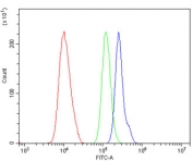 Flow cytometry testing of human U-87 MG cells with DELE antibody at 1ug/million cells (blocked with goat sera); Red=cells alone, Green=isotype control, Blue= KIAA0141 antibody.