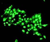 Immunofluorescent staining of FFPE human U-2 OS cells with DELE antibody. HIER: steam section in pH6 citrate buffer for 20 min.