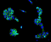 Immunofluorescent staining of FFPE human A431 cells with MC4-R antibody (green) and DAPI nuclear stain (blue). HIER: steam section in pH6 citrate buffer for 20 min.