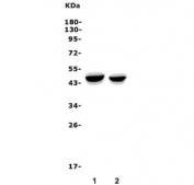 Western blot testing of human 1) HEK293 and 2) U-87 MG cell lysate with NDRG1 antibody. Predicted molecular weight ~43 kDa.