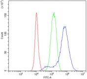 Flow cytometry testing of human PC-3 cells with NDRG1 antibody at 1ug/million cells (blocked with goat sera); Red=cells alone, Green=isotype control, Blue= NDRG1 antibody.