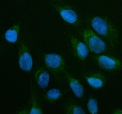 Immunofluorescent staining of FFPE human U-2 OS cells with OFD1 antibody (green) and DAPI nuclear stain (blue). HIER: steam section in pH6 citrate buffer for 20 min.