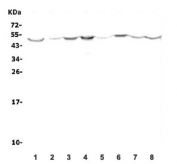 Western blot testing of mouse 1) brain, 2) lung, 3) liver, 4) kidney, 5) testis, 6) smooth muscle, 7) SP2/0 and 8) Neuro-2a cell lysate with Olr1 antibody. Predicted molecular weight: pro-form 35-50 kDa, mature form ~31 kDa.