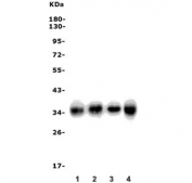 Western blot testing of human 1) HeLa, 2) A431, 3) HEK293 and 4) A549 cell lysate with Scramblase 1 antibody. Predicted molecular weight ~35 kDa.