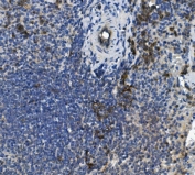 IHC staining of FFPE mouse spleen with Scramblase 1 antibody. HIER: boil tissue sections in pH8 EDTA for 20 min and allow to cool before testing.