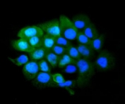 Immunofluorescent staining of FFPE human A431 cells with SLBP antibody (green) and DAPI nuclear stain (blue). HIER: steam section in pH6 citrate buffer for 20 min.