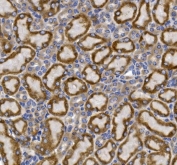 IHC staining of FFPE mouse kidney tissue with SLC2A9 antibody. HIER: boil tissue sections in pH8 EDTA for 20 min and allow to cool before testing.
