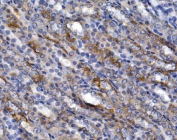 IHC staining of FFPE rat kidney tissue with SLC2A9 antibody. HIER: boil tissue sections in pH8 EDTA for 20 min and allow to cool before testing.