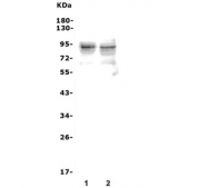 Western blot testing of human 1) ThP-1 and 2) U-87 MG cell lysate with Toll-like Receptor 1 antibody. Predicted molecular weight ~90 kDa.