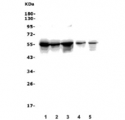 Western blot testing of human 1) K562, 2) HEK293, 3) A549, 4) rat thymus and 5) mouse thymus lysate with TRIM6 antibody. Predicted molecular weight ~56 kDa.