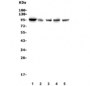 Western blot testing of 1) human A549, 2) human HepG2, 3) rat testis, 4) mouse spleen and 5) mouse RAW264.7 lysate with TTK antibody. Predicted molecular weight ~97 kDa.
