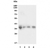 Western blot testing of 1) human HEK293, 2) rat thymus, 3) rat spleen and 4) mouse spleen lysate with XRCC2 antibody. Expected molecular weight: 32-36 kDa.