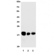 Western blot testing of human 1) HeLa, 2) U-87 MG and PC-3 cell lysate with CD59 antibody. Expected molecular weight: 14-20 kDa depending on level of glycosylation.