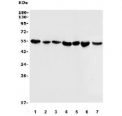 Western blot testing of human 1) HEK293, 2) HeLa, 3) HepG2, 4) HL-60, 5) Raji, 6) rat brain and 7) mouse brain lysate with Tubulin Beta antibody. Predicted molecular weight: ~50 kDa.