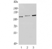 Western blot testing of human 1) ThP-1, 2) U-2 OS and 3) HeLa lysate with NOD1 antibody. Predicted molecular weight: ~107 kDa.