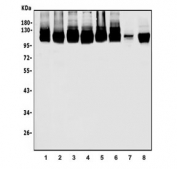 Western blot testing of human 1) HeLa, 2) U-2 OS, 3) MCF7, 4) HEK293, 5) Jurkat, 6) HL60, 7) rat liver and 8) mouse NIH 3T3 lysate with MCM4 antibody. Predicted molecular weight ~97 kDa.