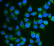 Immunofluorescent staining of FFPE human HepG2 cells with CA13 antibody (green) and DAPI nuclear stain (blue). HIER: steam section in pH6 citrate buffer for 20 min.