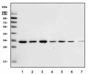 Western blot testing of human 1) HepG2, 2) Caco-2, 3) U-87 MG, 4) K562, 5) HeLa, 6) rat intestine and 7) mouse NIH 3T3 lysate with CA13 antibody. Predicted molecular weight ~29 kDa.