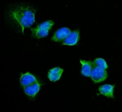 Immunofluorescent staining of FFPE mouse HEPA1-6 cells with Cd72 antibody (green) and DAPI nuclear stain (blue). HIER: steam section in pH6 citrate buffer for 20 min.