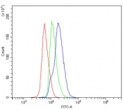 Flow cytometry testing of mouse spleen cells with Cd72 antibody at 1ug/million cells (blocked with goat sera); Red=cells alone, Green=isotype control, Blue= Cd72 antibody.