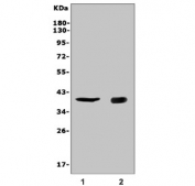 Western blot testing of 1) rat liver and 2) mouse liver lysate with Cd72 antibody. Expected molecular weight: 39-45 kDa (monomer), ~86 kDa (dimer).