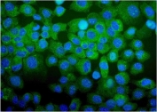 Immunofluorescent staining of FFPE human A431 cells with CDC123 antibody (green) and DAPI nuclear stain (blue). HIER: steam section in pH6 citrate buffer for 20 min.