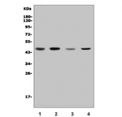 Western blot testing of human 1) Jurkat, 2) HEK293, 3) SW620 and 4) A549 cell lysate with CDC123 antibody. Predicted molecular weight ~45 kDa.