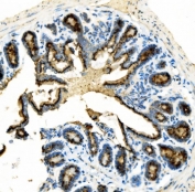 IHC staining of FFPE mouse intestine with Golph2 antibody. HIER: boil tissue sections in pH8 EDTA for 20 min and allow to cool before testing.