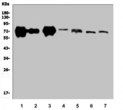 Western blot testing of 1) mouse stomach, 2) mouse lung, 3) mouse RAW264.7, 4) mouse Neuro-2a, 5) rat stomach, 6) rat lung and 7) rat liver lysate with Golph2 antibody. Predicted molecular weight ~73 kDa.