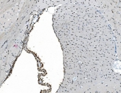 IHC staining of FFPE mouse brain with GLRX2 antibody. HIER: boil tissue sections in pH8 EDTA for 20 min and allow to cool before testing.